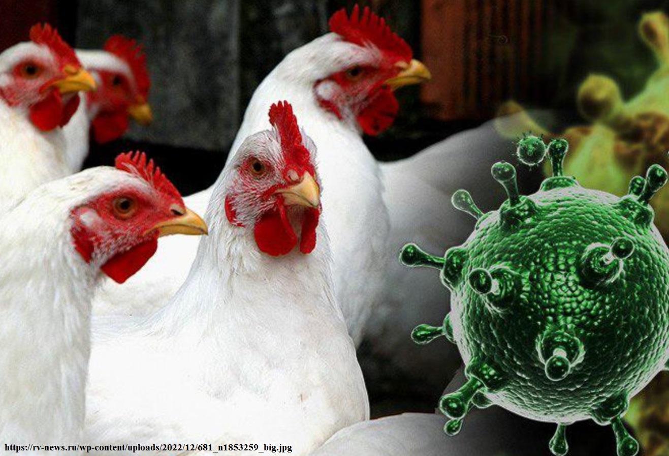 Грипп н5. Высокопатогенный птичий грипп.