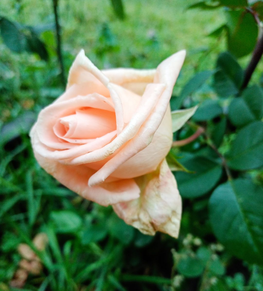 IMG 20231020 115754роза