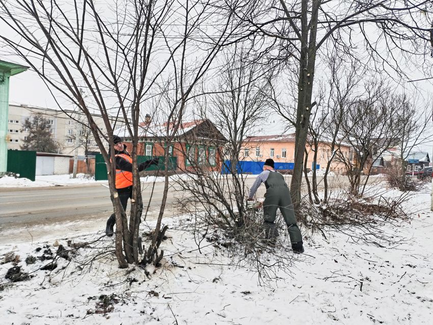 IMG 20250210 091048 спил деревьев