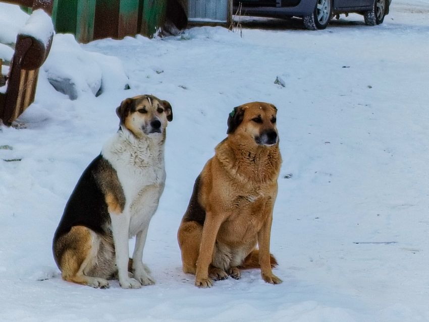 IMG 20250220 081224 собаки