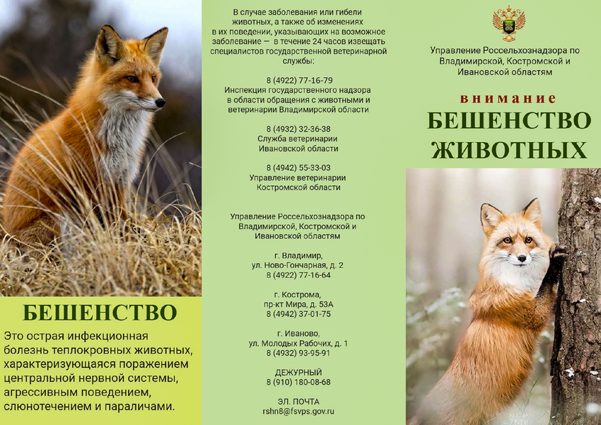Приложение бешенство к вх. письмо 163 01 36 от 16.01.2026 О размещении памяток от Упраv1 1 1
